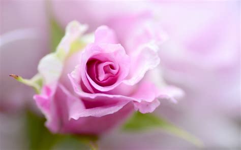 Download Wallpapers Pink Rose Bud Rose Beautiful Pink Flower Floral