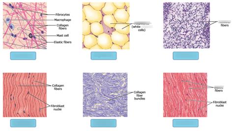 Connective Tissues Histology Histology Tissue Types Tissue Types The