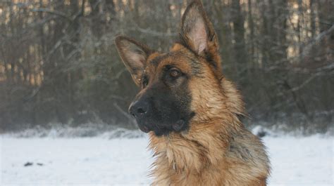 Gratis Afbeeldingen Duits Sheperd Oude Duitse Herdershond Hond Als