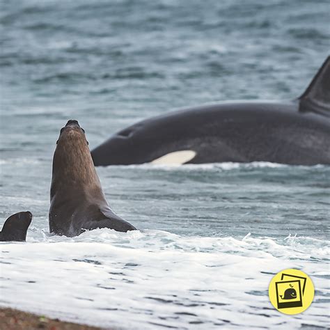 Instagram Orcas Argentina 2048x2048 Whaletrips