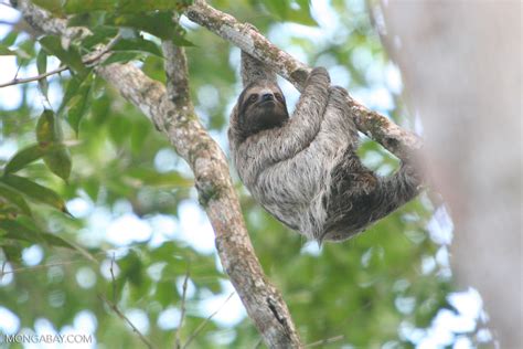 Brown Throated Three Toed Sloth Bradypus Variegatus