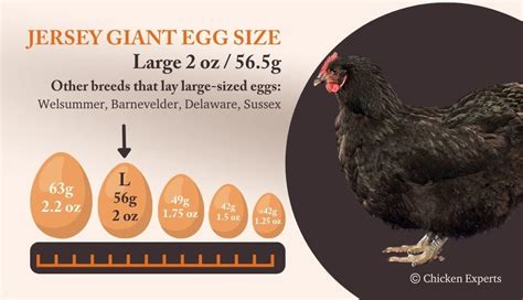 The Gentle Jersey Giant A Sweet Tempered Huggable Hen 77 Of Owners