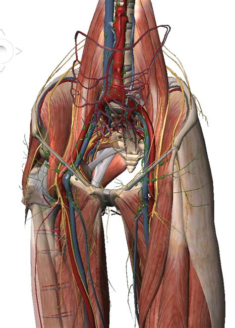 Groin Complex The Sports Physio