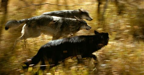 How Wolves Hunt Living With Wolves
