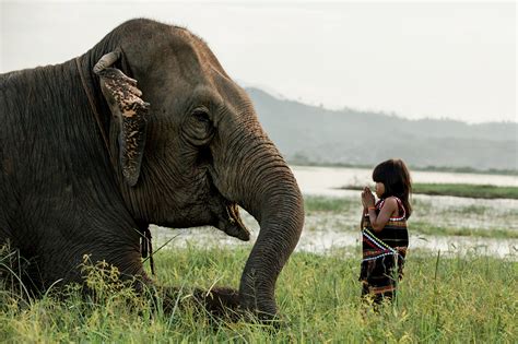 The Elephant Whisperer Meet A Young Girl With A Giant Sized Friend
