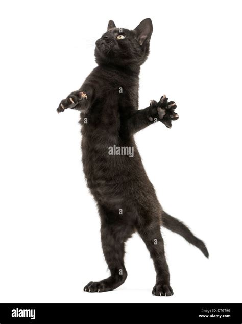 Black Kitten Standing On Hind Legs Playing Looking Up 2 Months Old Against White Background