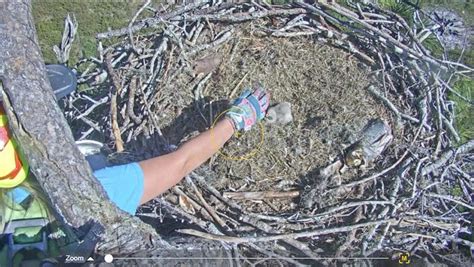Crow Staff Reach For Second Eaglet Swfl Eagle Cam Flickr