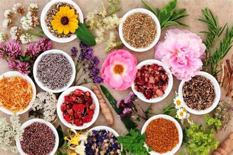 National Programs To Develop 24 Species Of Medicinal Plants Tehran Times