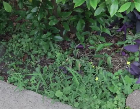 How To Prevent Weeds In Your Flower Beds A Comprehensive Guide