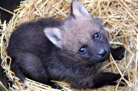 Maned Wolf Zooborns