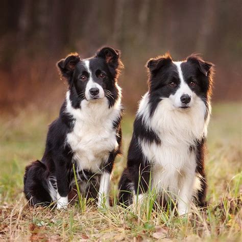 Then take this quiz to find out. What Type of Dog Should You Get?