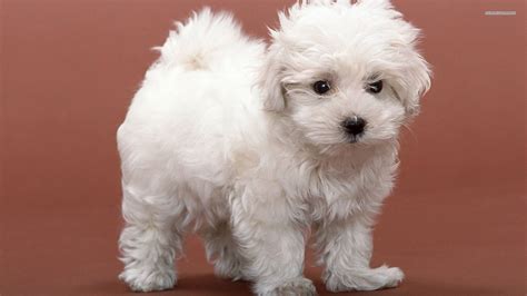 Beautiful Dog Breed Bichon Frise On A Brown Background Wallpapers And