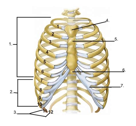 Rib Cage Labeled Pin By James Bandey On 1 In 2020 Thoracic Cage