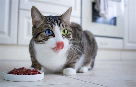Do Cats Need To Eat Meat