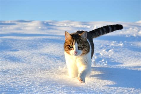 Niemand freut sich mehr auf den Winter als diese 10 Katzen - watson