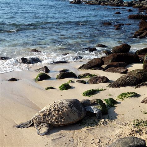 Green Sea Turtle Laniakea Beach North Shore Oahu Flickr