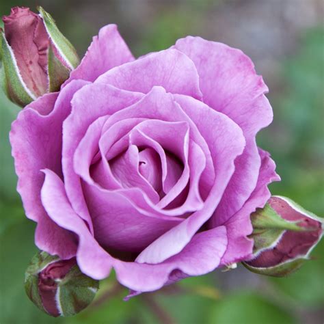 Blue Moon Rose Hybrid Tea 4l Potted Rose One Click Plants