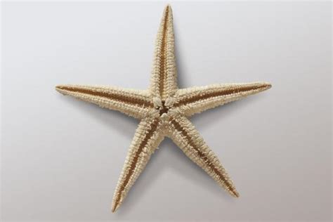 Starfish Life Cycle Reproduction And Life Stages Of Sea Stars