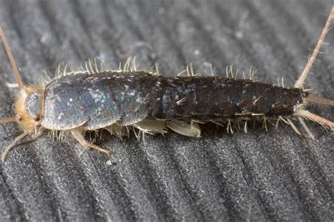 Silverfish Infestations In Winter And How To Eliminate Silverfish
