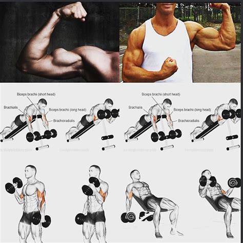 Autre Conseil Biceps Biceps Court Ou Long Comment Faire En Haut à Gauche Un Biceps Court