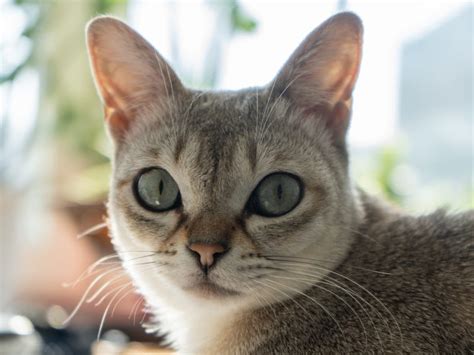 Die singapura ist am anfang sehr schüchtern, so dass sich neue besitzer eine weile gedulden müssen, bis sie zu ihnen vertrauen gefasst hat. Singapura Katze im Rasseportrait | ZooRoyal Magazin