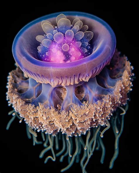 This Exquisite Crown Jellyfish Theyre Known To Be Without Any Heart