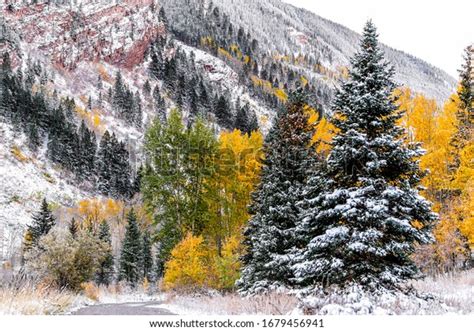 Forest Yellow Golden Trees Covered Snow Stock Photo Edit Now 1679456941