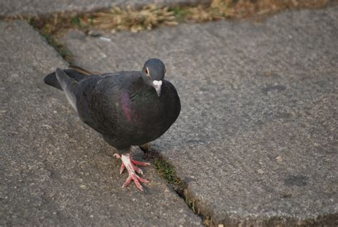 Fat Pigeon Free Stock Photo Public Domain Pictures