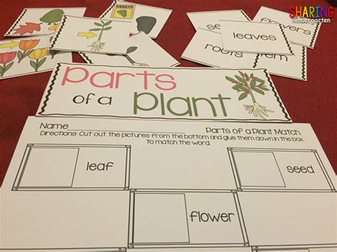 Plants Print And Play Pack Sharing Kindergarten