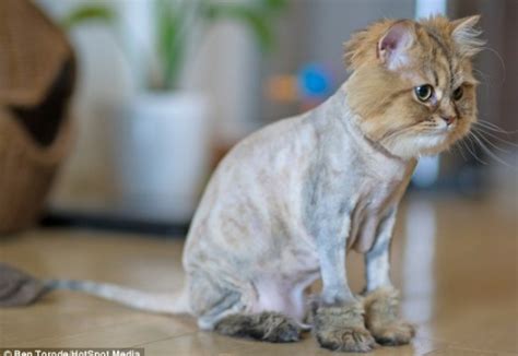 Please comment here using either facebook or wordpress (when available). Haircut turns Persian cat into mini lion / PetsPyjamas