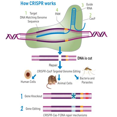 Genome Editing And Crispr Hudsonalpha Institute For Biotechnology
