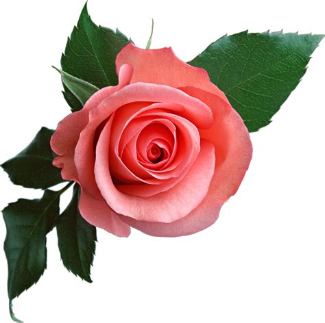Pink Rose Png Image Free Picture Download