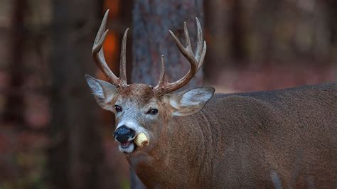 what do deer eat top 20 favorite foods huntingofficer