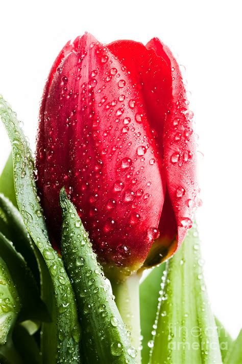 Fresh Red Tulip Flower In Water Drops Isolated White Photograph By