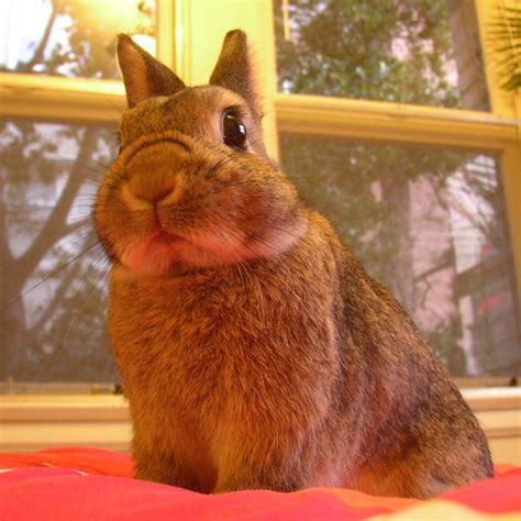 Filenetherland Dwarf Rabbit Chibi Wikimedia Commons