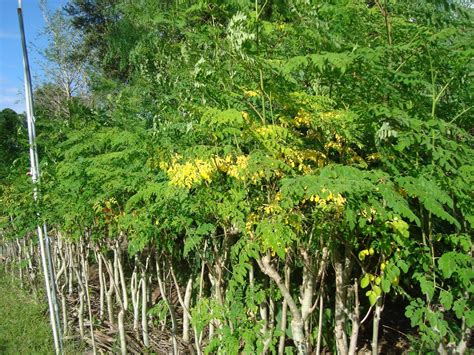 Study Blog Useful Plant Called Moringa
