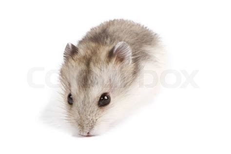 Hamster Stock Image Colourbox