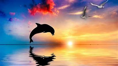 Dolphin Wallpapers Dolphins Sunset Backgrounds Screensavers Miami