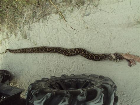 Everglades Snakes — Florida Sportsman