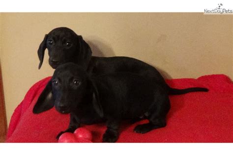 67 Solid Black Dachshund For Sale Pic Bleumoonproductions
