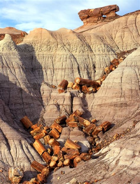 Petrified Wood Gallery Petrified Forest National Park Scenery