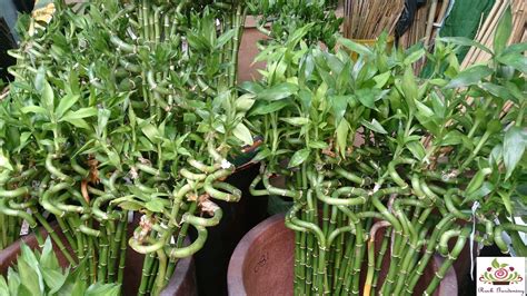 Bamboo Plant Kaha Lagana Chahiye Plants Care Guide Hindi