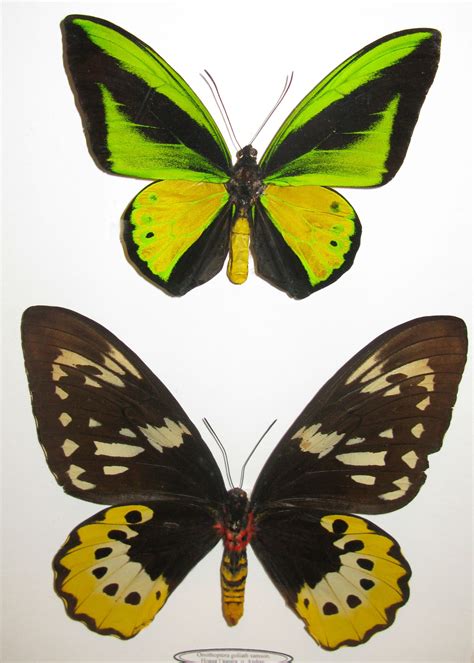 Ornithoptera Goliath Wikiwand Beautiful Butterfly Pictures
