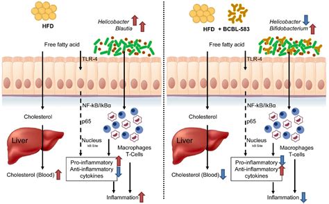 Frontiers In Vivo Trial Of Bifidobacterium Longum Revealed The