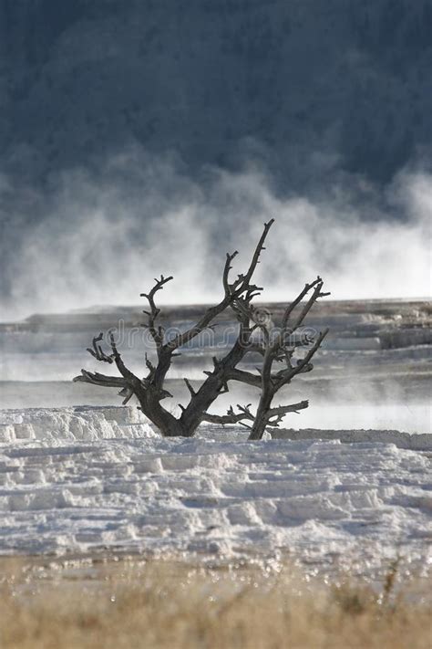 Mammoth Hot Springs In Yellowstone National Park Wyomingusa Stock