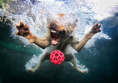 Seth Casteels Underwater Dogs Photo Gallery
