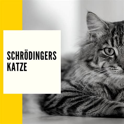 Schrödingers Katze Ablauf And Bedeutung Des Experiments