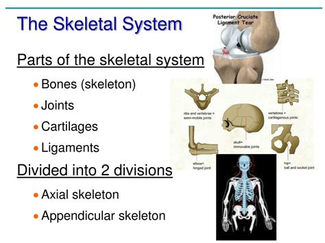 Chapter 5 The Skeletal System Anatomy And Physiology