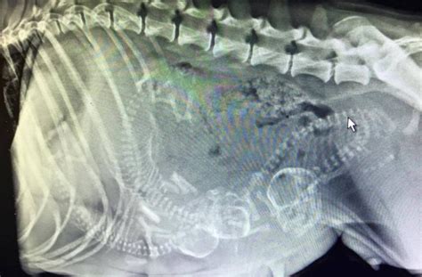 dog puppies pregnant xray dogs humans didn getting barkpost huffington via edition know boxer