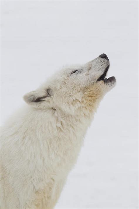 Little Fang Beautiful Wildlife Arctic Wolf Howling By